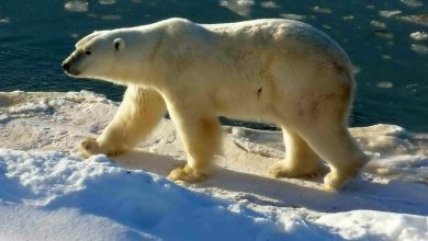 صورة كندا.. استخدام الذكاء الاصطناعي لمواجهة الدببة القطبية