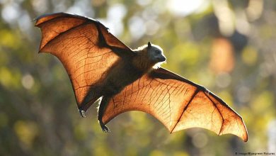 صورة الذكاء الاصطناعى يحدد 1.7 مليون خفاش فى الغابات الإنجليزية
