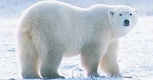 صورة اختراع طال انتظاره.. رادار يعمل بـ الذكاء الاصطناعي لمواجهة الدببة القطبية في كندا