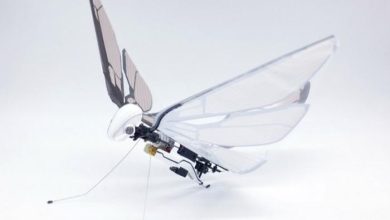 صورة ذبابة التنين.. روبوت طائر بحجم النحلة يمكنه القيام بمناورات جوية