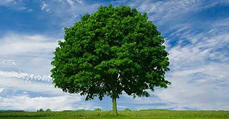 الذكاء الاصطناعي يمنح الأشجار صوتًا.. الطبيعة تتحدث عبر تطبيق “تري توك”